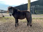 Shetland hengst, Dieren en Toebehoren, Paarden, Hengst, Minder dan 160 cm, 3 tot 6 jaar