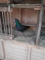 Kleurpostduiven, Dieren en Toebehoren, Meerdere dieren, Overige soorten