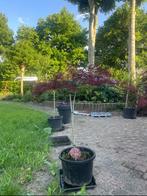 Tekoop aangeboden Japanse esdoorn, Acer palmatum ‘Garnet’., Tuin en Terras, Planten | Bomen, In pot, Bloeit niet, Halfschaduw