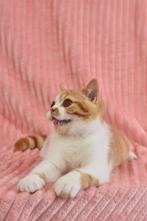 Diego – Red Cinnamon Carrier British Shorthair Boy (d 03), Poes, Gechipt, 0 tot 2 jaar