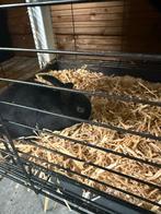 Te koop dwerg konijnen, Dieren en Toebehoren, Dwerg