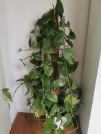 Epipremnum Pinnatum (Drakenklimop) in pot, Huis en Inrichting, Kamerplanten, Ophalen of Verzenden