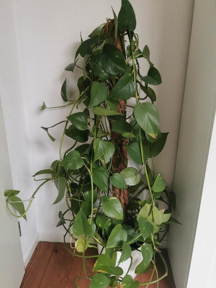 Epipremnum Pinnatum (Drakenklimop) in pot, Huis en Inrichting, Kamerplanten, Ophalen of Verzenden