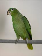 0-1 farinosa virenticeps, Vrouwelijk, Papegaai, Geringd