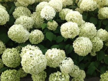 Aangeboden: Hortensia Annabelle (3 liter pot) NU € 2,95 p.st