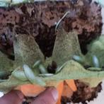 Panchlora nivea (groene banaankakkerlak), Dieren en Toebehoren, Insecten en Spinnen, Overige soorten