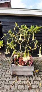 Brugmansia  Yellow Spider, Ophalen, Overige soorten, Volle zon