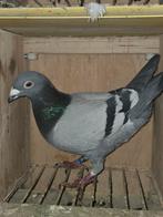 Doffer heremans / petrie, Mannelijk, Kropper