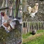 3 zijdehoender haantjes, Dieren en Toebehoren, Pluimvee, Mannelijk, Kip