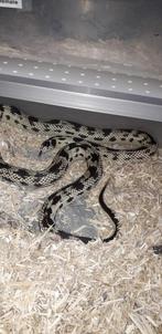 lampropeltis californiae high white koppel, Dieren en Toebehoren, Reptielen en Amfibieën, Slang, 3 tot 6 jaar