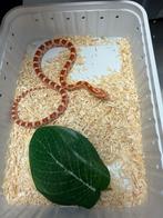 Rattenslang Amel Het Palmetto Anery Caramel Motley, Dieren en Toebehoren, Slang, 0 tot 2 jaar