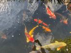 Japanse koi ivm uitdunnen, Dieren en Toebehoren, Vissen | Vijvervissen, Karper of Koi
