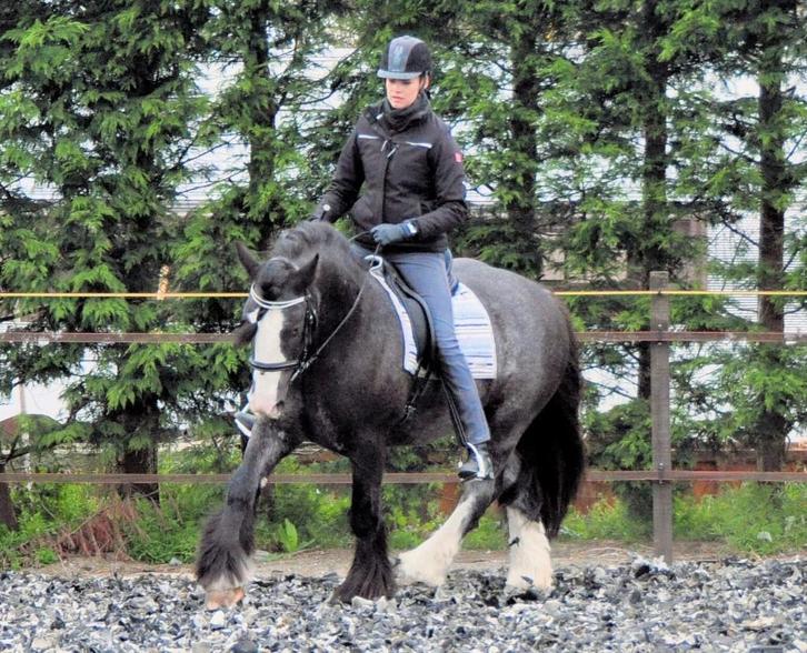 Instructie klassieke dressuur, grondwerk, freestyle, Dieren en Toebehoren, Paarden en Pony's | Overige Paardenspullen, Nieuw, Dressuur