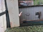 Te koop uit buitenvoliere Harlekein kanaries, Dieren en Toebehoren, Vogels | Kanaries, Meerdere dieren, Postuurkanarie