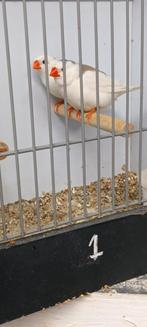 Zebravink bont, Meerdere dieren