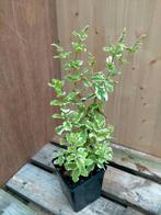 Thee planten, Ophalen, Bodembedekkers, Volle zon, Vaste plant