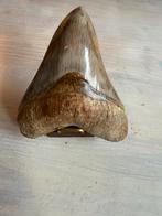Megalodon tand in zeer goede conditie 13,7 cm, Verzamelen, Mineralen en Fossielen, Ophalen of Verzenden, Fossiel