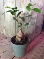 Ficus Ginseng Retusa bonsai 2 kamerplant, Ophalen, Ficus, Halfschaduw, Minder dan 100 cm