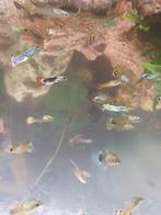 Guppen, in verschillende kleuren, Dieren en Toebehoren, Vis