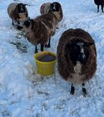 Tk: Bonte ooi, Dieren en Toebehoren, Vrouwelijk, Schaap