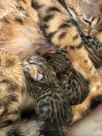 Bengaalse kittens, Meerdere dieren, 0 tot 2 jaar