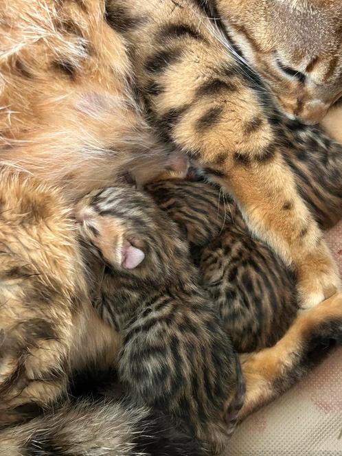 Bengaalse kittens, Dieren en Toebehoren, Katten en Kittens | Raskatten | Korthaar, Meerdere dieren, 0 tot 2 jaar