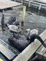 Zwarte zwaan, Geslacht onbekend, Gans of Zwaan