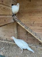 Witte bosfazant man, Dieren en Toebehoren, Mannelijk