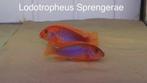 Lodotropheus sprengerae ( rusty’s) malawi cichlide, Vis
