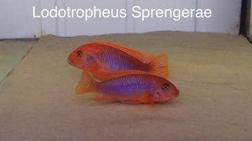 Lodotropheus sprengerae ( rusty’s) malawi cichlide beschikbaar voor biedingen