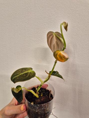 Philodendron Melanochrysum Variegata  beschikbaar voor biedingen