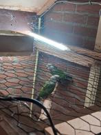 Te koop koppel bruinkop papagaaien, Dieren en Toebehoren, Vogels | Parkieten en Papegaaien, Meerdere dieren, Papegaai, Geringd