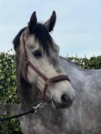 Super vriendelijke ruin opzoek naar een forever home!, Dieren en Toebehoren, Paarden, Ruin, 170 tot 175 cm, Recreatiepaard, 7 tot 10 jaar