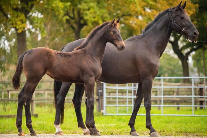 Dragende Fokmerries uit Erkende Fokkerij, Dieren en Toebehoren, Paarden en Pony's | Dekhengsten en Fokmerries, Hengst