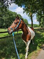Bonte merrie, Dieren en Toebehoren, Paarden, Zadelmak, 11 jaar of ouder, Merrie, Gechipt