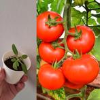 Tomaten Stekjes Money maker, Zomer, Ophalen, Groenteplanten, Eenjarig