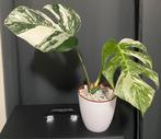 Monstera variegata, Ophalen, Overige soorten, Halfschaduw, In pot