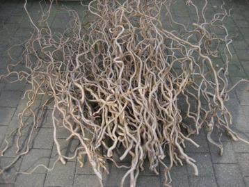 Decoratietakken - Takken kronkelhazelaar / krulhazelaar beschikbaar voor biedingen