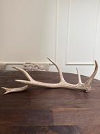 Prachtig Gewei - afwerpstang- 63cm Stoer /Landelijk - nr. 2, Ophalen of Verzenden, Gebruikt