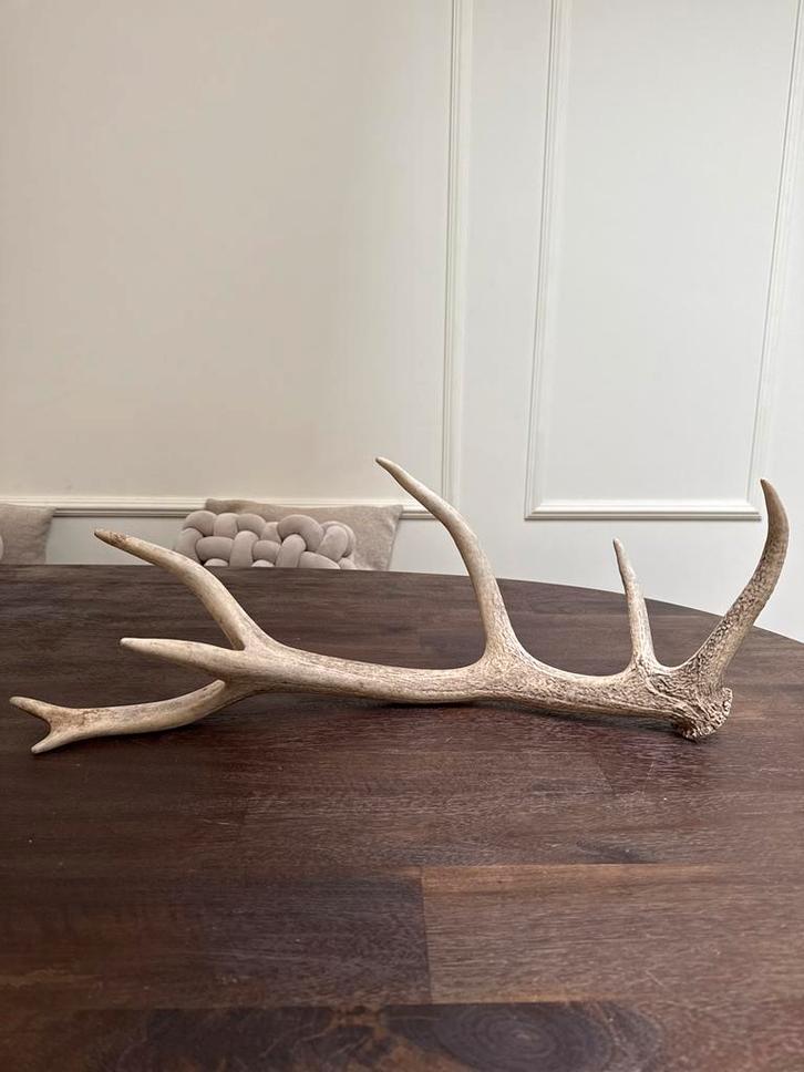 Prachtig Gewei - afwerpstang- 63cm Stoer /Landelijk - nr. 2, Huis en Inrichting, Woonaccessoires | Overige, Gebruikt, Ophalen of Verzenden