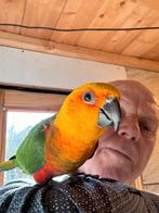 1 koppel zonneparkieten  eventueel met hok en vliegkooi, Dieren en Toebehoren, Meerdere dieren, Parkiet, Geringd