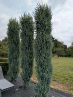 Cypress ca 3,5 meter hoog (3 beschikbaar), Tuin en Terras, Ophalen, Volle zon, Overige soorten