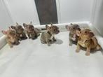 franse bulldog, Parvo, 8 tot 15 weken, Bulldog, Meerdere