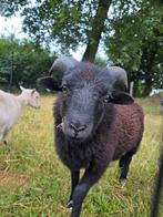 Ouessant mini schaap (ram), Dieren en Toebehoren, Mannelijk, Schaap, 0 tot 2 jaar