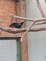 Glansspreeuwen lamprotornis chloropterus, Meerdere dieren, Tropenvogel, Geringd