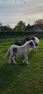 Shetlander merrie, Dieren en Toebehoren, Paarden en Pony's | Dekhengsten en Fokmerries, Merrie