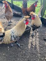 Appenzeller Spitskuif hanen, Mannelijk, Kip