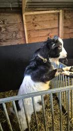 2 jarige bonte geit en bonte bok CAE en CL gecertificeerd, Meerdere dieren, Geit