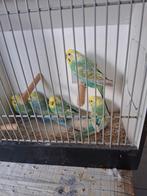 Regenboog parkieten, Meerdere dieren, Parkiet, Geringd