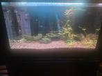 Aquarium inclusief alle accessoires, Ophalen, Gebruikt, Leeg aquarium
